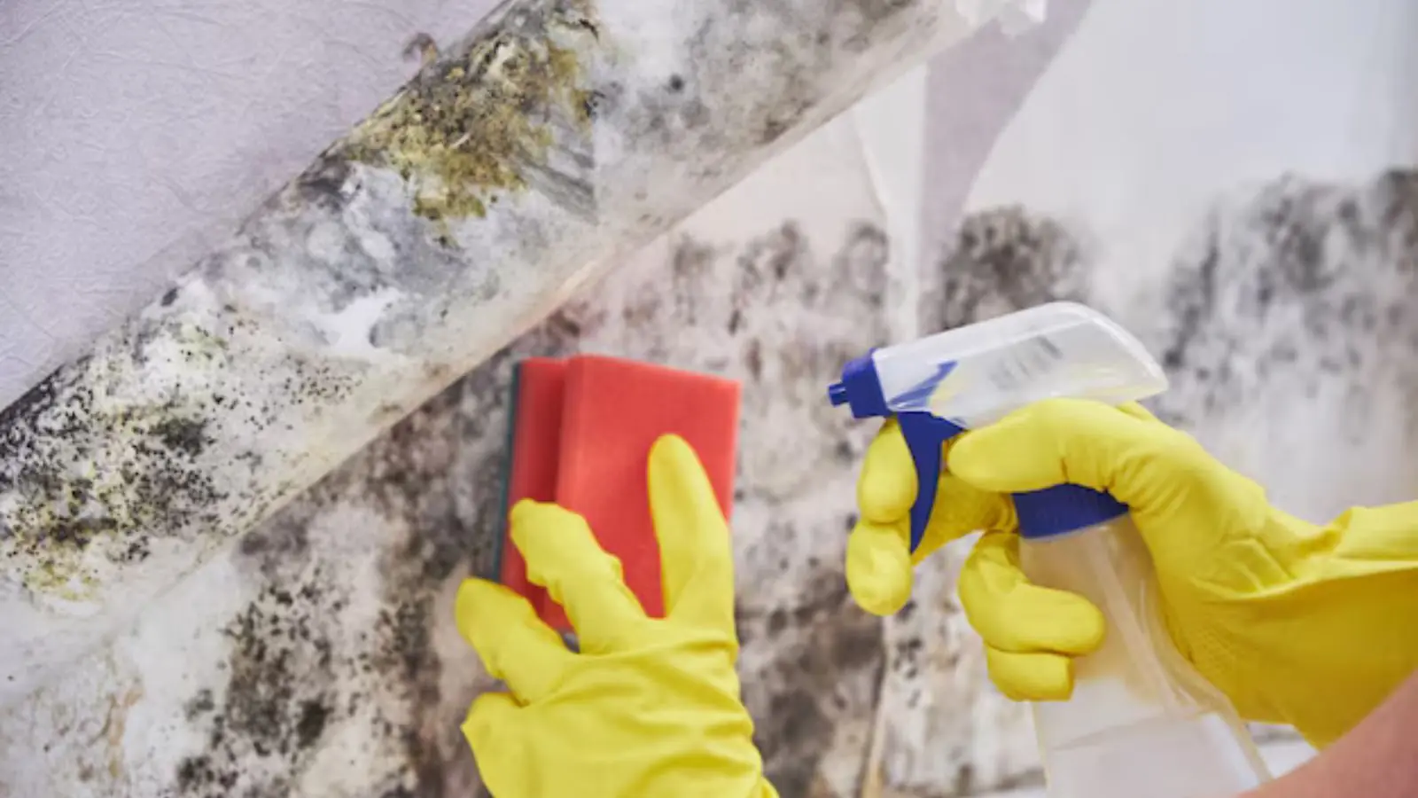Gloved hands scrubbing a mold-stained wall with a sponge and spray